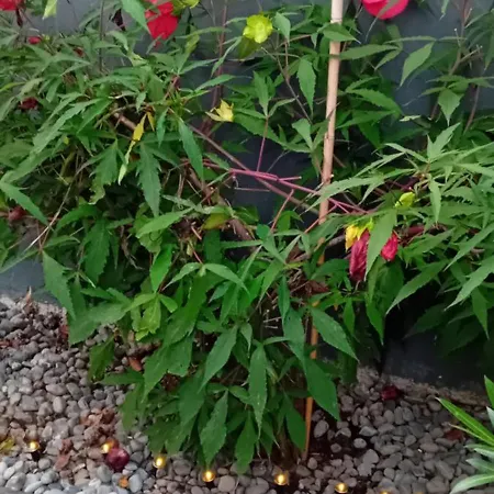 Rose Resort, 40m2 For 4 Guests, With Terrace Habitación en casa particular Liubliana