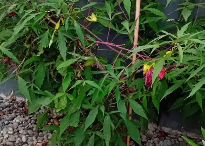 Rose Resort, 40m2 For 4 Guests, With Terrace Ubytování v soukromí Lublaň